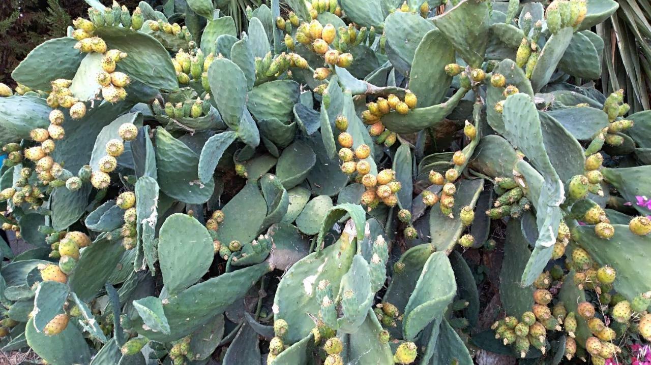 New Country House Salvia Sitia  Exterior photo